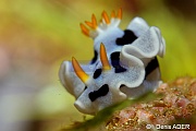 Chromodoris dianae-Wakatobi Sawa Fan garden-18m-20180528nuit-Denis-ADER-DSC_1543_tn